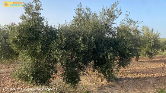 Olivar intensivo con buen acceso - CORDOBA