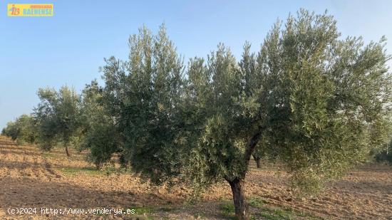 Olivar intensivo con buen acceso - CORDOBA