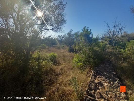 FINCA RUSTICA EN ULLDECONA + UNA SEGONA FINCA COLINDANT QUE LES DOS SON 25.000€ - TARRAGONA