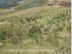  Terreno rustico en Alora - MALAGA 