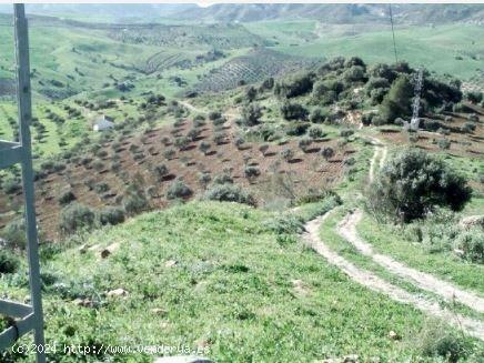 Terreno rustico en Alora - MALAGA