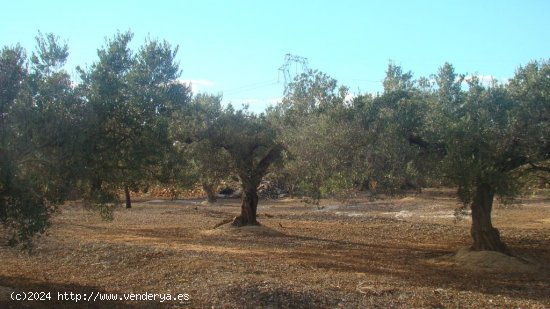 Suelo rústico en venta  en Aldea, L - Tarragona