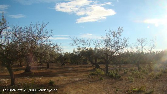 Suelo rústico en venta  en Aldea, L - Tarragona