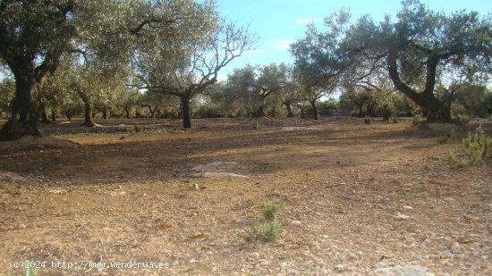 Suelo rústico en venta  en Aldea, L - Tarragona