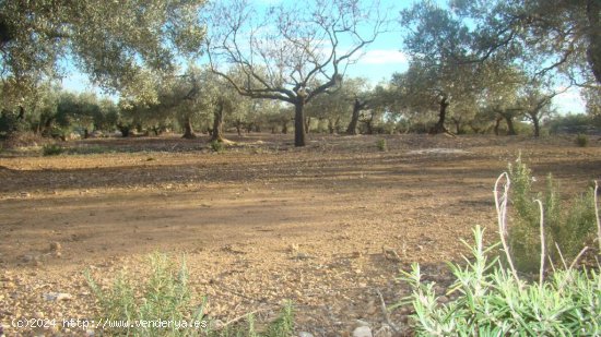 Suelo rústico en venta  en Aldea, L - Tarragona