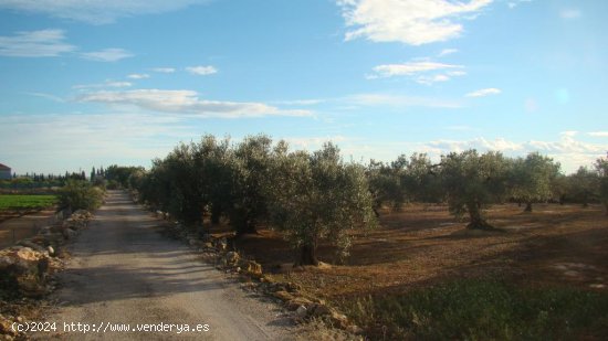 Suelo rústico en venta  en Aldea, L - Tarragona