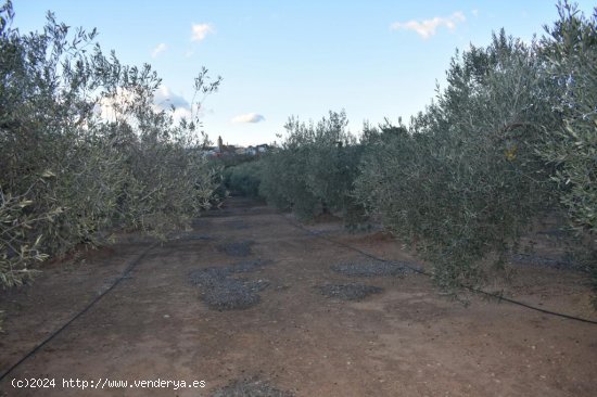 Suelo rústico en venta  en Freginals - Tarragona