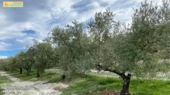  Olivar intensivo cerca de Baena - CORDOBA 