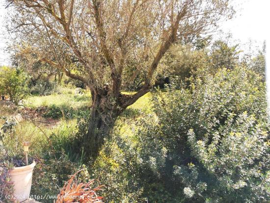 Finca con casa para entrar a vivir - BALEARES