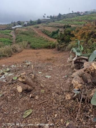 Finca de Cultivo para Viña de Secano u otros cultivos - SANTA CRUZ DE TENERIFE