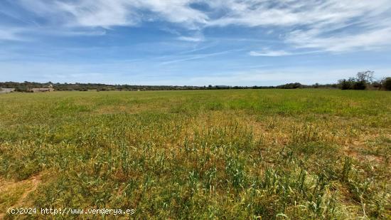 TERRENO RUSTICO URBANIZABLE EN CAMPOS MALLORCA - BALEARES