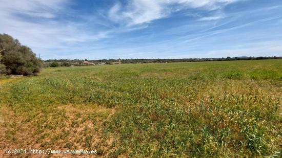 TERRENO RUSTICO URBANIZABLE EN CAMPOS MALLORCA - BALEARES