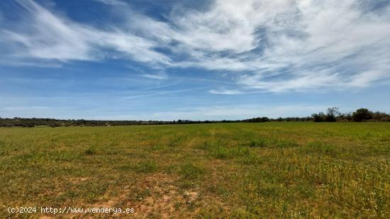 TERRENO RUSTICO URBANIZABLE EN CAMPOS MALLORCA - BALEARES