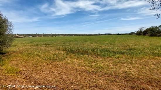 TERRENO RUSTICO URBANIZABLE EN CAMPOS MALLORCA - BALEARES