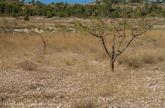 Se Alquila en Pinoso - ALICANTE