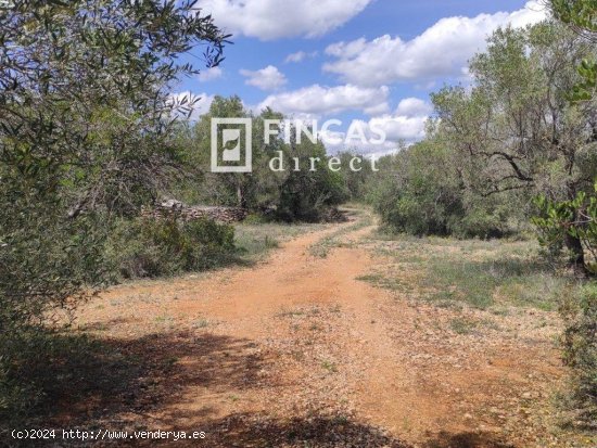 Finca en venta en El Perelló (Tarragona)