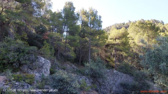  Finca en venta en Fuentespalda (Teruel) 