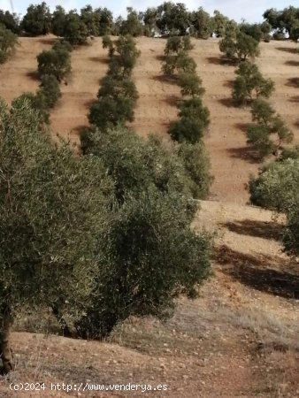 Finca en venta en Sierra de Yeguas (Málaga)