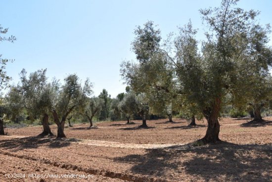 Finca en venta en Lledó (Teruel)