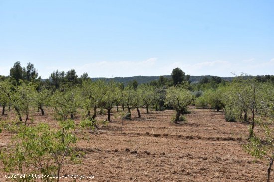 Finca en venta en Lledó (Teruel)