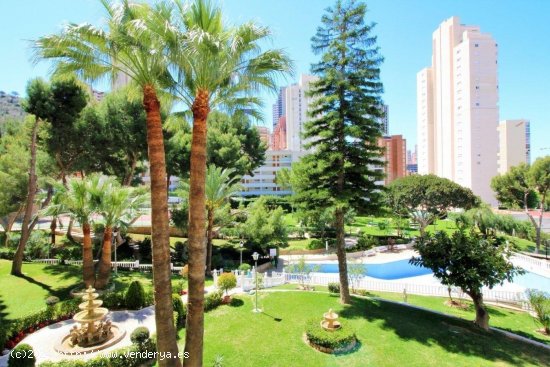 Estudio en venta en Benidorm (Alicante)