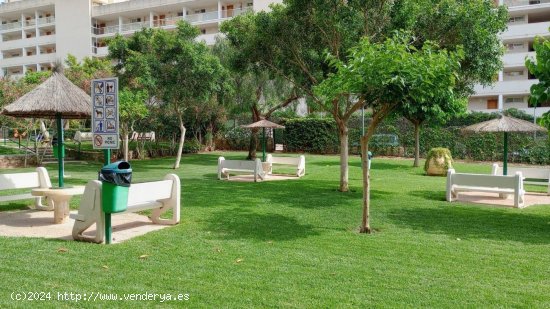 Estudio en venta en Benidorm (Alicante)