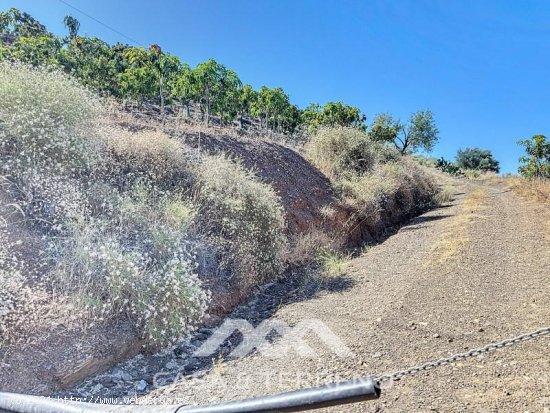 Finca en venta en Benamargosa (Málaga)