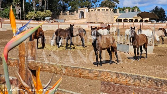 Villa en venta en Sant Antoni de Portmany (Baleares)