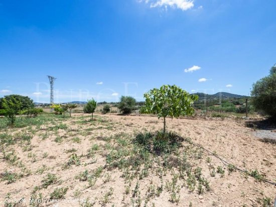 Parcela en venta en Manacor (Baleares)