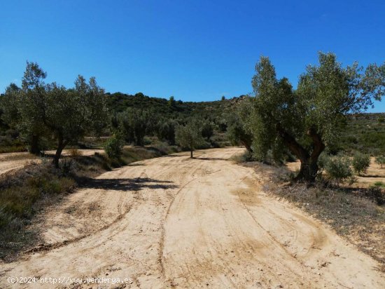 Finca en venta en Maella (Zaragoza)