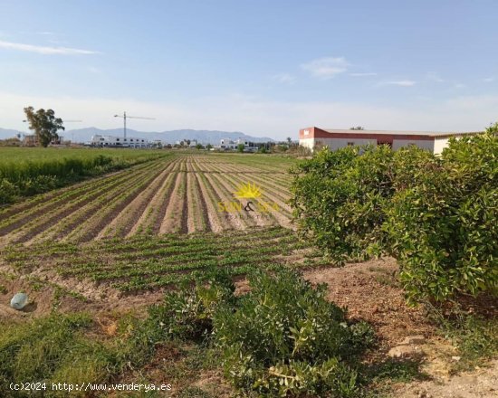 Finca en venta en Algorfa (Alicante)