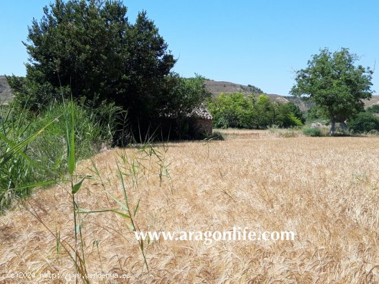  Finca en venta en Ontiñena (Huesca) 