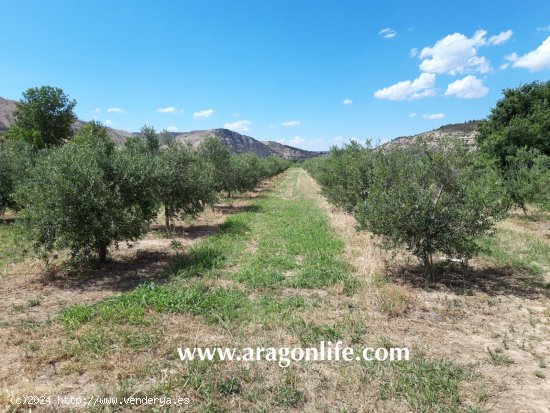 Finca en venta en Nonaspe (Zaragoza)