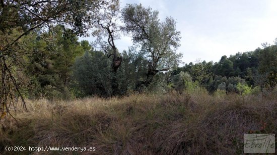 Finca en venta en Valderrobres (Teruel)