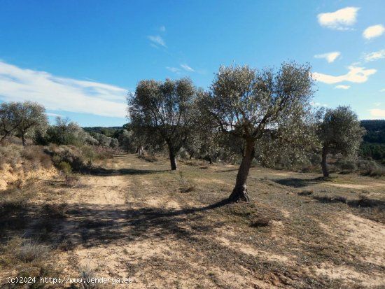 Finca en venta en Maella (Zaragoza)