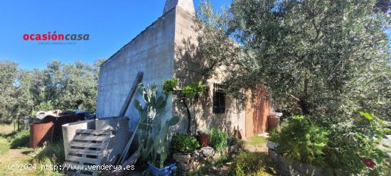 OLIVAR CON CORTIJO EN POZOBLANCO - CORDOBA