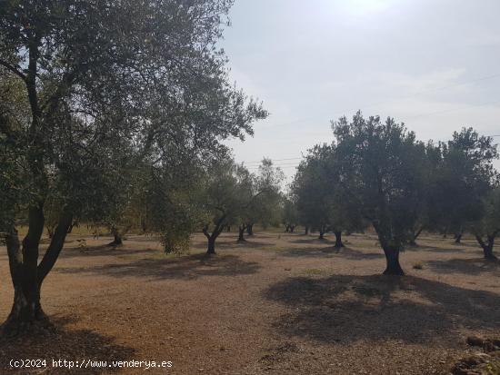 LA GALERA FINCA CON AGUA Y CASA 15m2 AMPLIABLES A 40 m2 - TARRAGONA