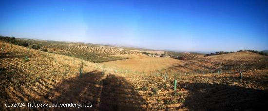 Finca de Olivos entre Chimeneas  y Cijuela - GRANADA