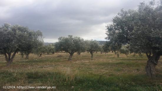 Finca rústica en producción!! Con posibilidad de construir!! - ALICANTE