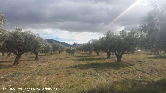 Finca rústica en producción!! Con posibilidad de construir!! - ALICANTE