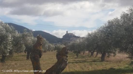 Finca rústica en producción!! Con posibilidad de construir!! - ALICANTE