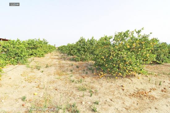 FINCA RÚSTICA EN CAMPANILLAS - MALAGA