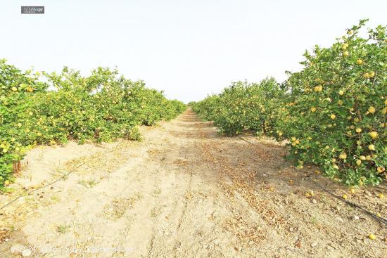 FINCA RÚSTICA EN CAMPANILLAS - MALAGA