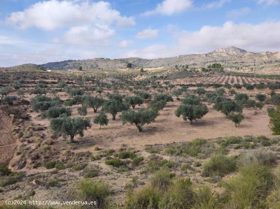 PLANTACIÓN OLIVOS EN PRODUCCIÓN - ALICANTE