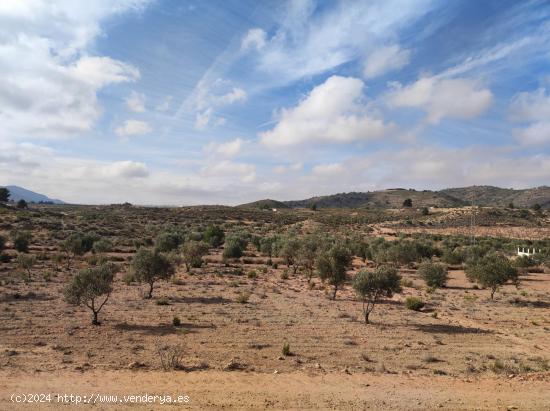 PLANTACIÓN OLIVOS EN PRODUCCIÓN - ALICANTE