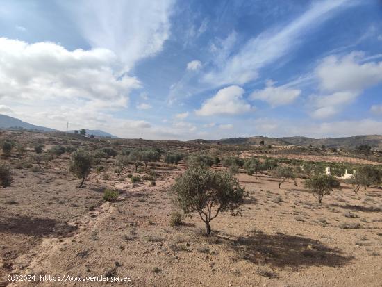 PLANTACIÓN OLIVOS EN PRODUCCIÓN - ALICANTE