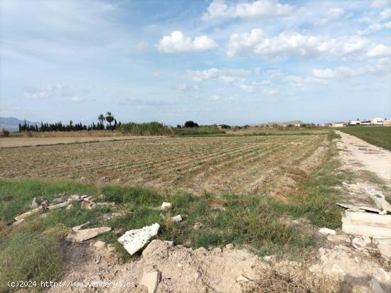 TIERRA DE CULTIVO EN COX - ALICANTE