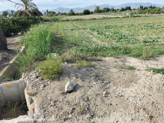 TIERRA DE CULTIVO EN COX - ALICANTE