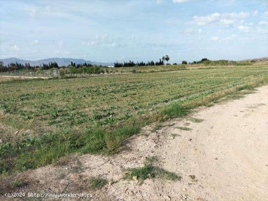 TIERRA DE CULTIVO EN COX - ALICANTE