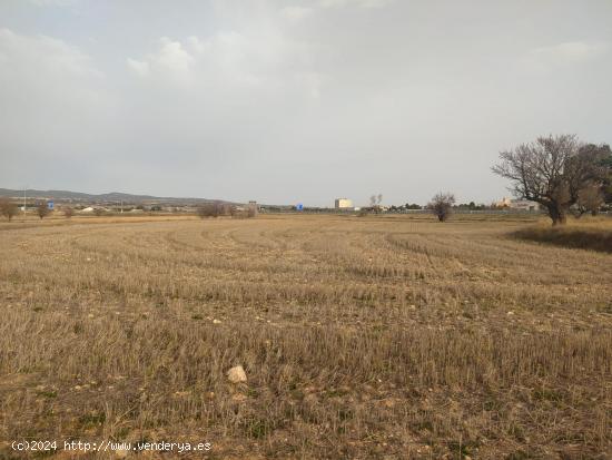 GRAN OCASION-PARCELA RUSTICA  DE 40.000 METROS MUY CERCA DE ALMANSA - ALBACETE